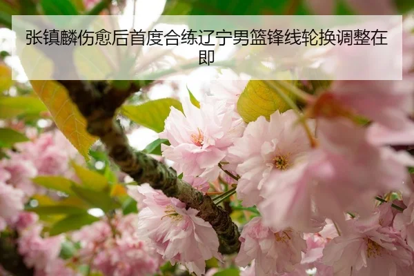 张镇麟伤愈后首度合练辽宁男篮锋线轮换调整在即 | 8868tiyu